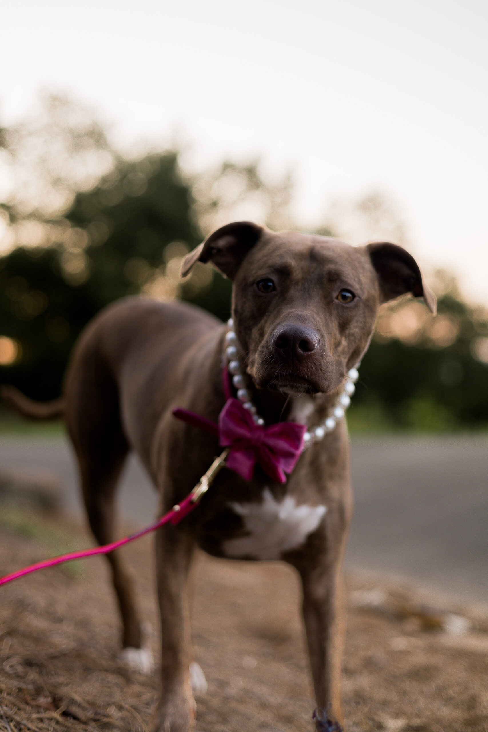Eloping with Dogs at point Park